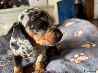 Miniature Dachshund dogs 1 left! Gorgeous Miniature Dachshund puppies - Advert 5