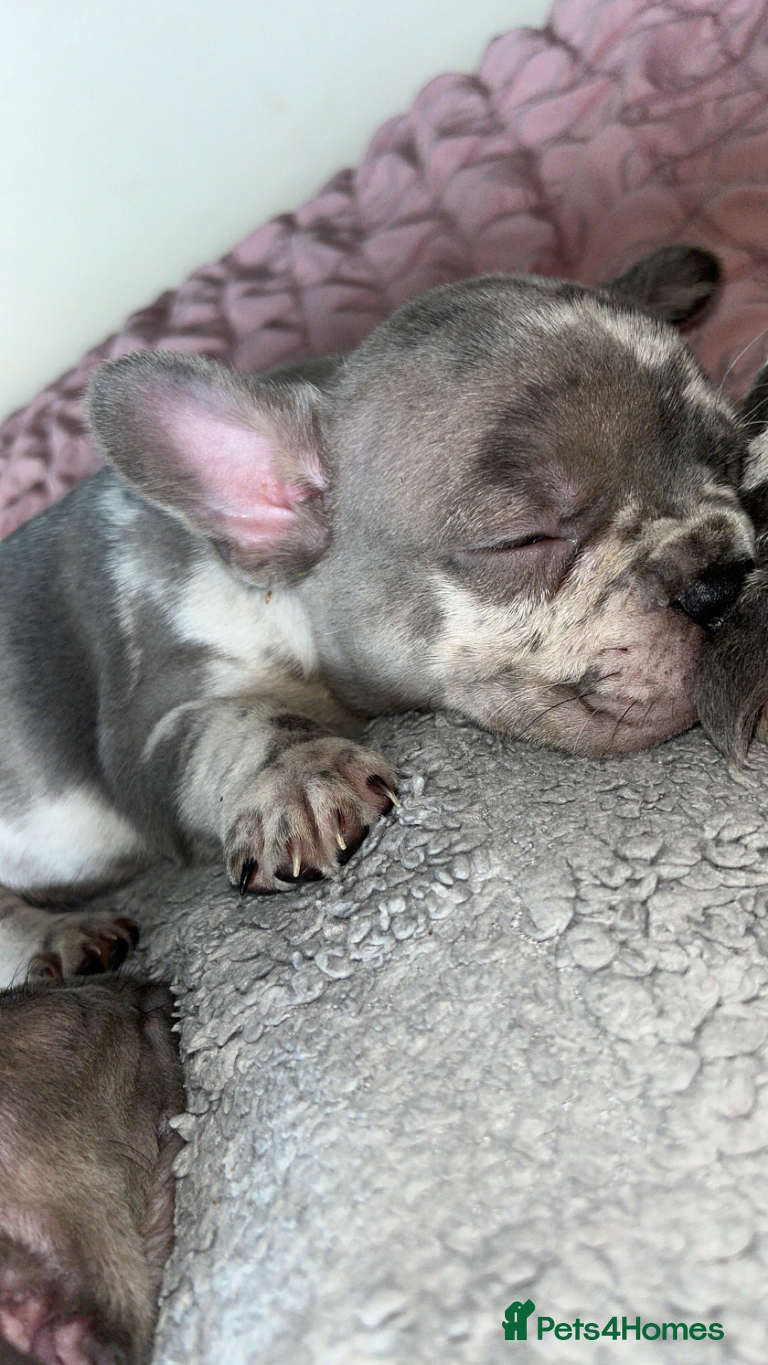 French Bulldog dogs for sale: Tri-colour Blue Merle Frenchie pups - Image 14