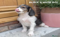 Mixed Breed dogs for sale: 🤎 BABY POOGLES (beagleXminiature poodle)🤎 in Rhayader - Image 14