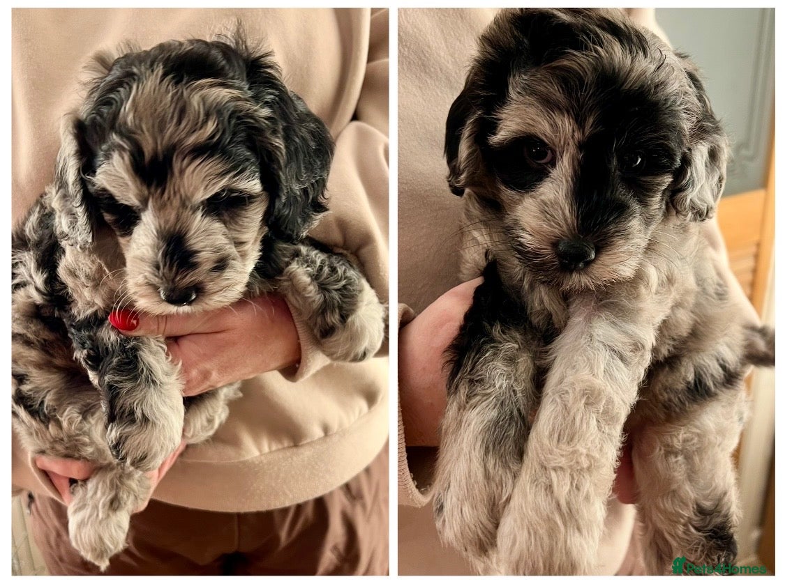 Labradoodle dogs F1b Labradoodles, Miniature Health tested parents - Advert 4