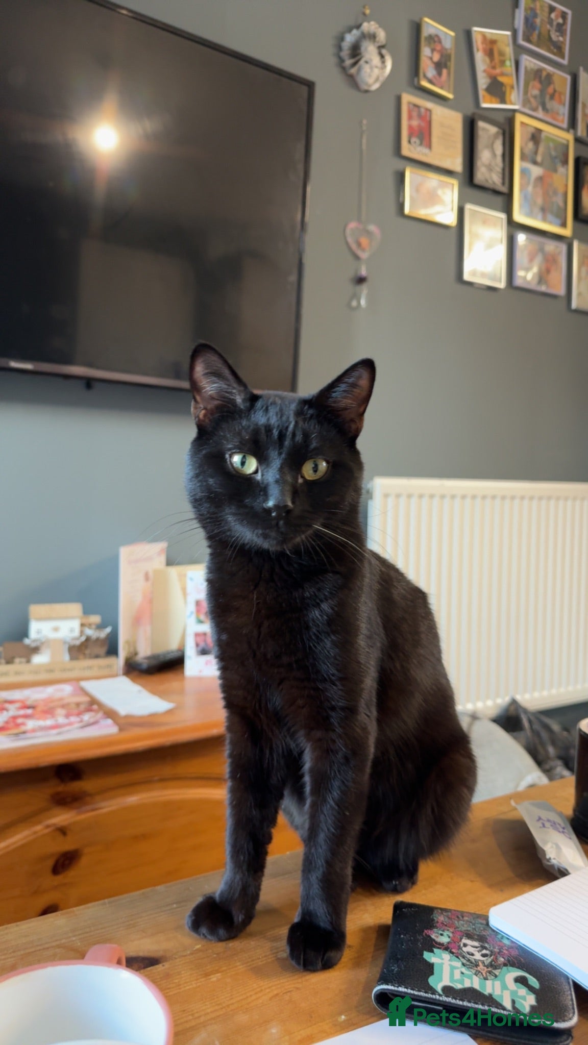 Mixed Breed cats Black male cat - Advert 1