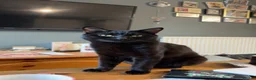 Mixed Breed cats for sale: Black male cat - Advert 1