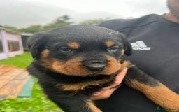 Rottweiler dogs for sale: Top quality German bred rottweilers - Image 11