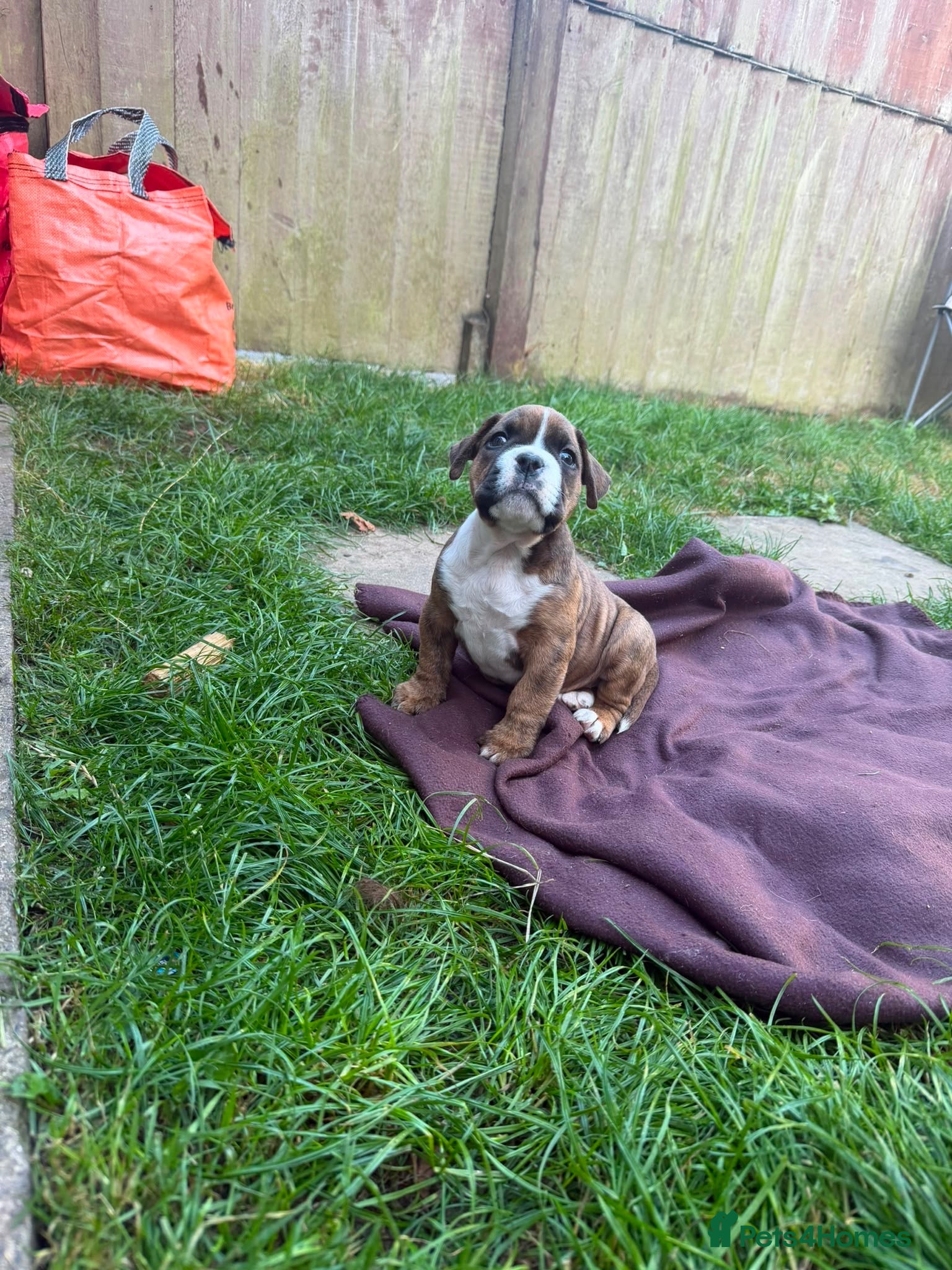 Mixed Breed dogs Boxer x old tyme bulldog  - Advert 9