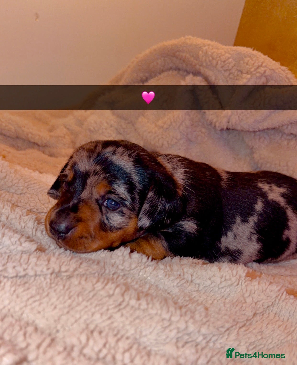 Dachshund dogs for sale: Dachshund  - Advert 11