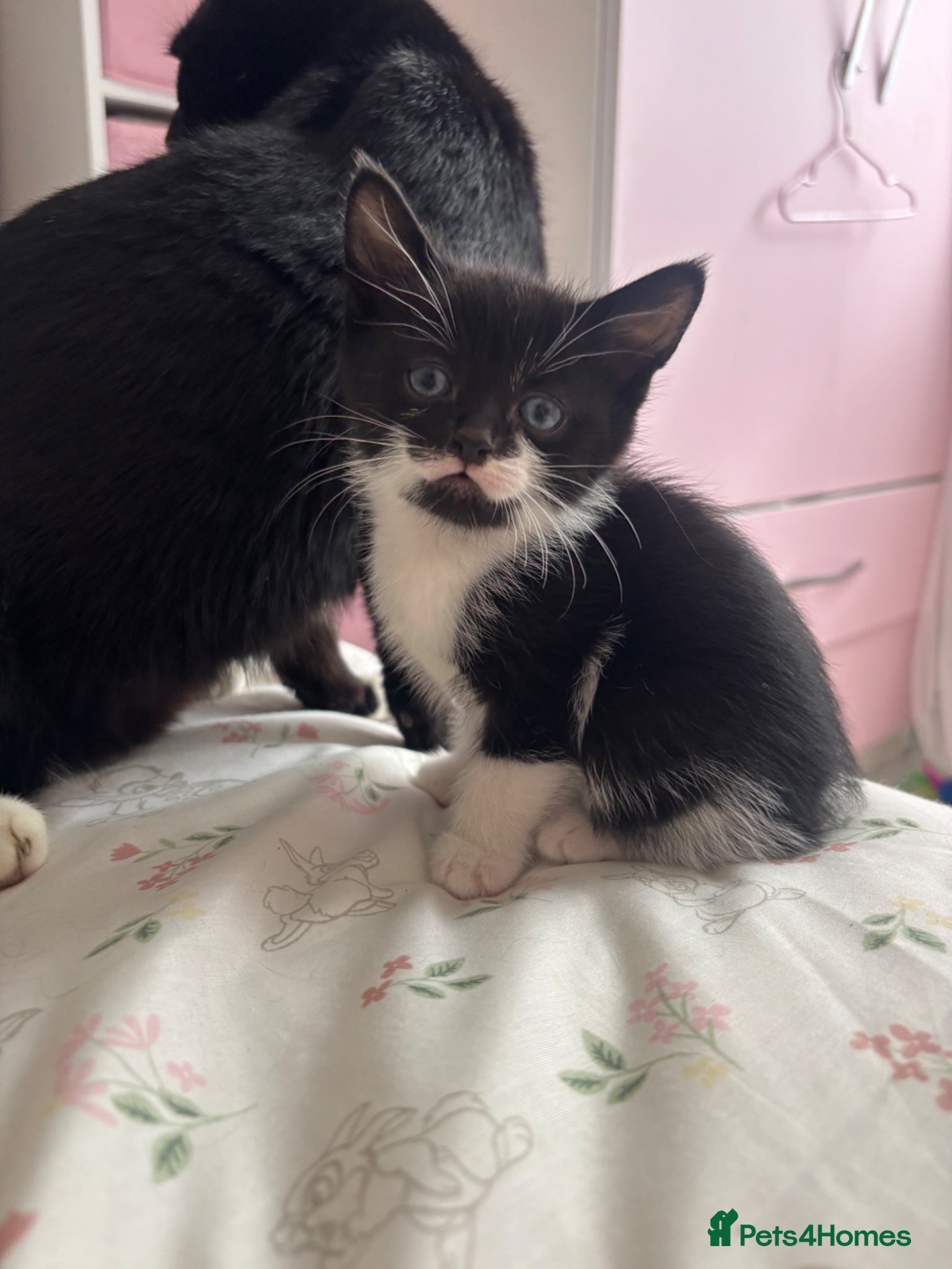 Mixed Breed cats 5 black and white kittens  - Advert 9