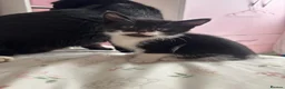 Mixed Breed cats for sale: 5 black and white kittens  in Leeds - Advert 1