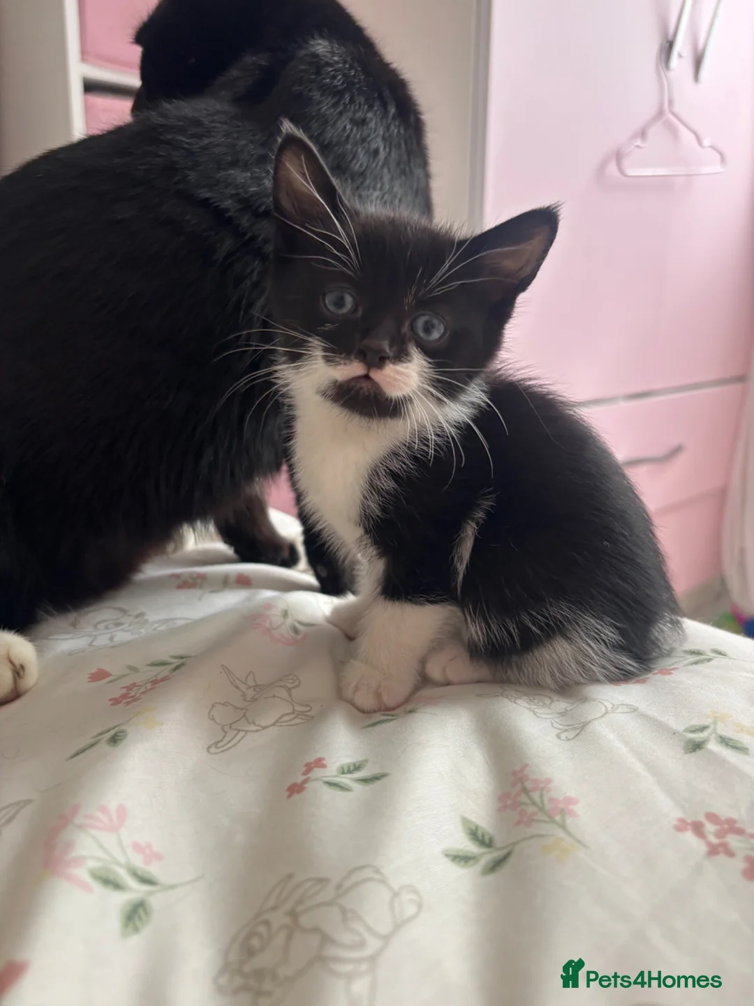 Mixed Breed cats for sale: 5 black and white kittens  in Leeds - Advert 1