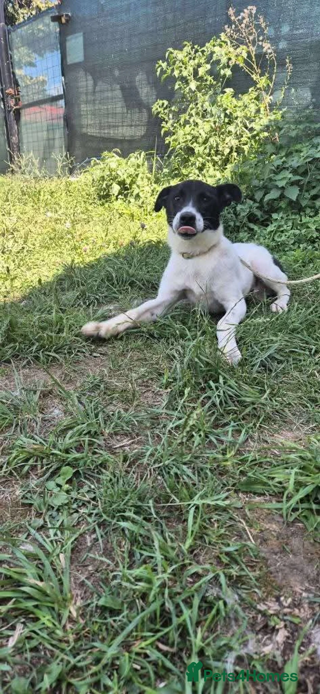 Mixed Breed dogs for adoption: Meet Rocky, currently residing in Aberdeen  - Advert 9