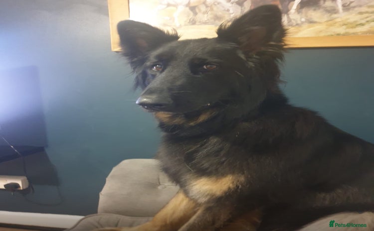 German Shepherd dogs - Advert 22