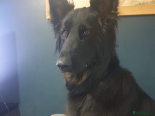 German Shepherd dogs - Advert 36