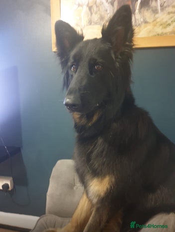 German Shepherd dogs - Advert 22