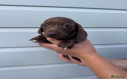 Miniature Dachshund dogs for sale: Miniature Dachsund Puppies (licensed breeder) - Image 20