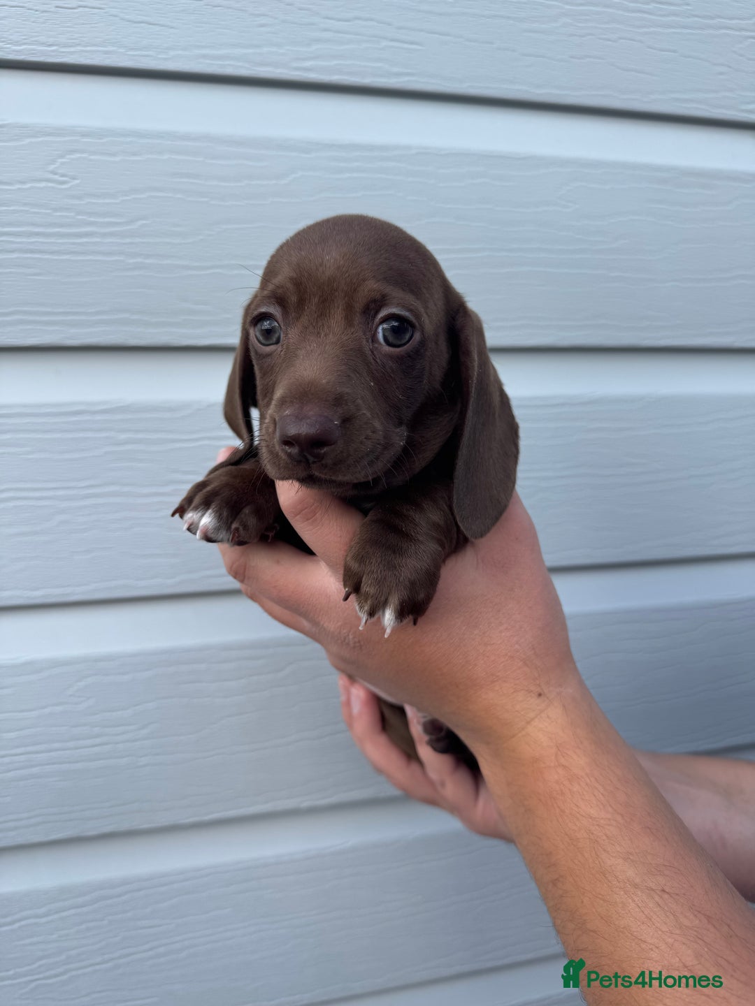 Miniature Dachshund dogs for sale: Miniature Dachsund Puppies (licensed breeder) - Image 20