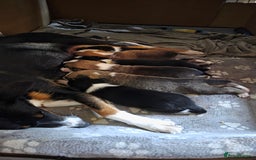 Mixed Breed dogs for sale: Beautiful collie x kelpie puppies  - Image 9