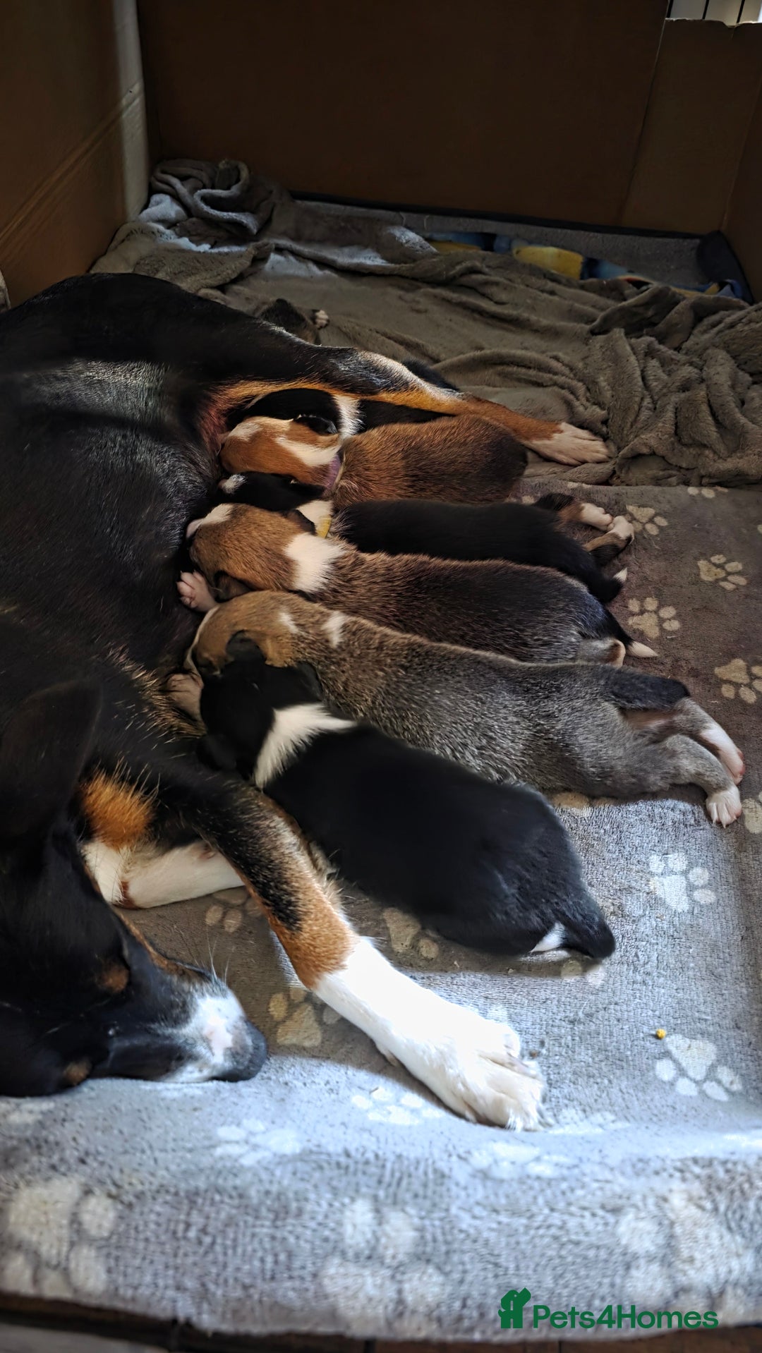 Mixed Breed dogs for sale: Beautiful collie x kelpie puppies  - Image 9