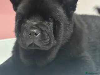 Chow Chow dogs REDUCED PRICE Chow chow pups mixed coats - Advert 6