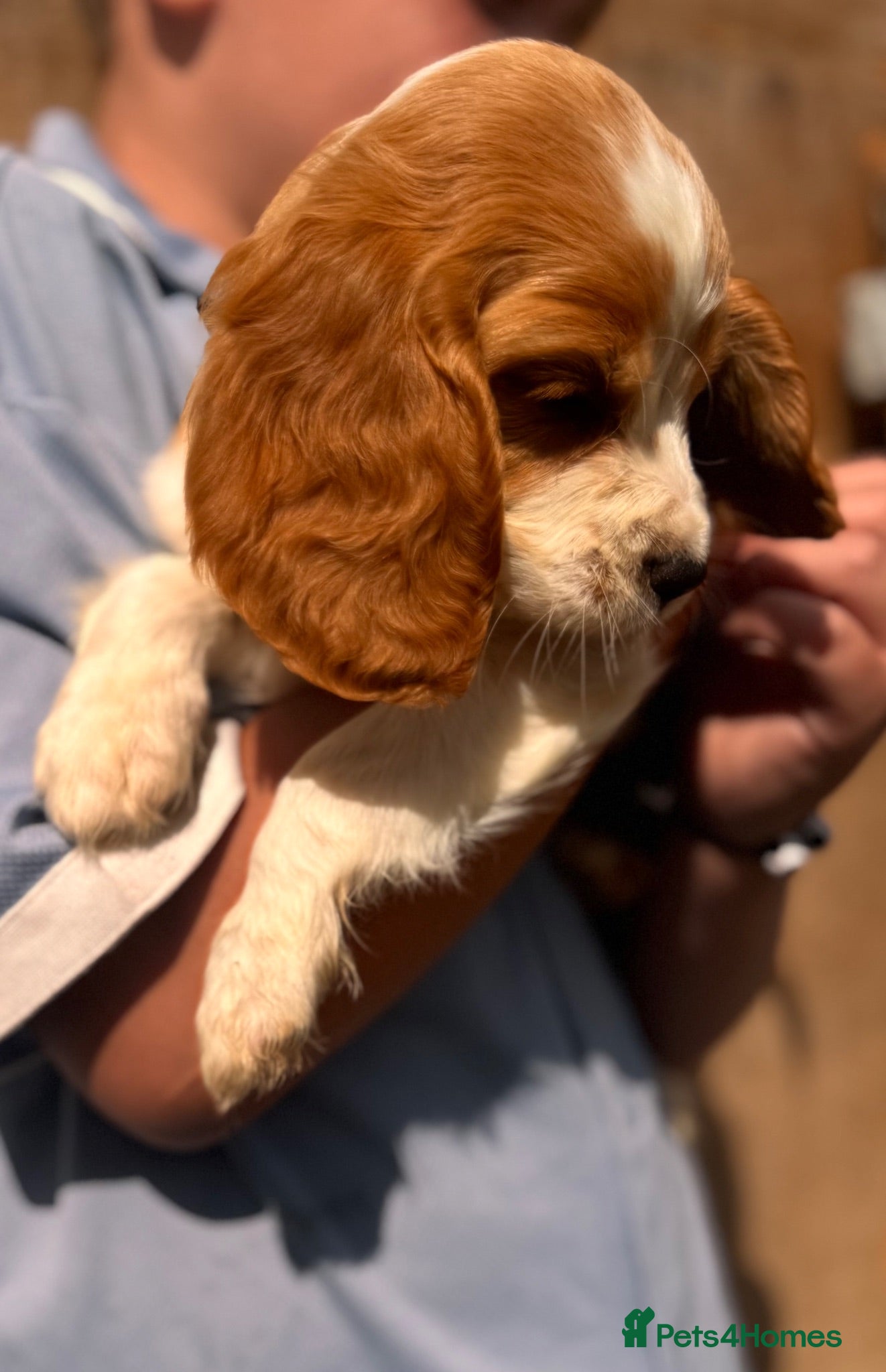 Mixed Breed dogs Cavapoo pups READY TO LEAVE  - Advert 2