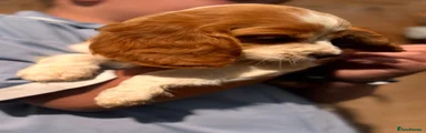 Mixed Breed 2