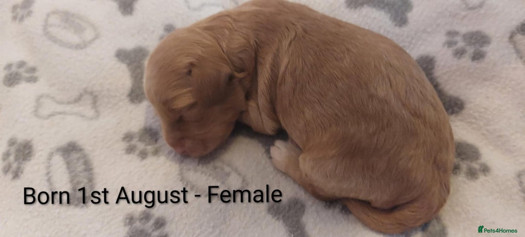 Cockapoo dogs for sale: Cockapoo - Image 4