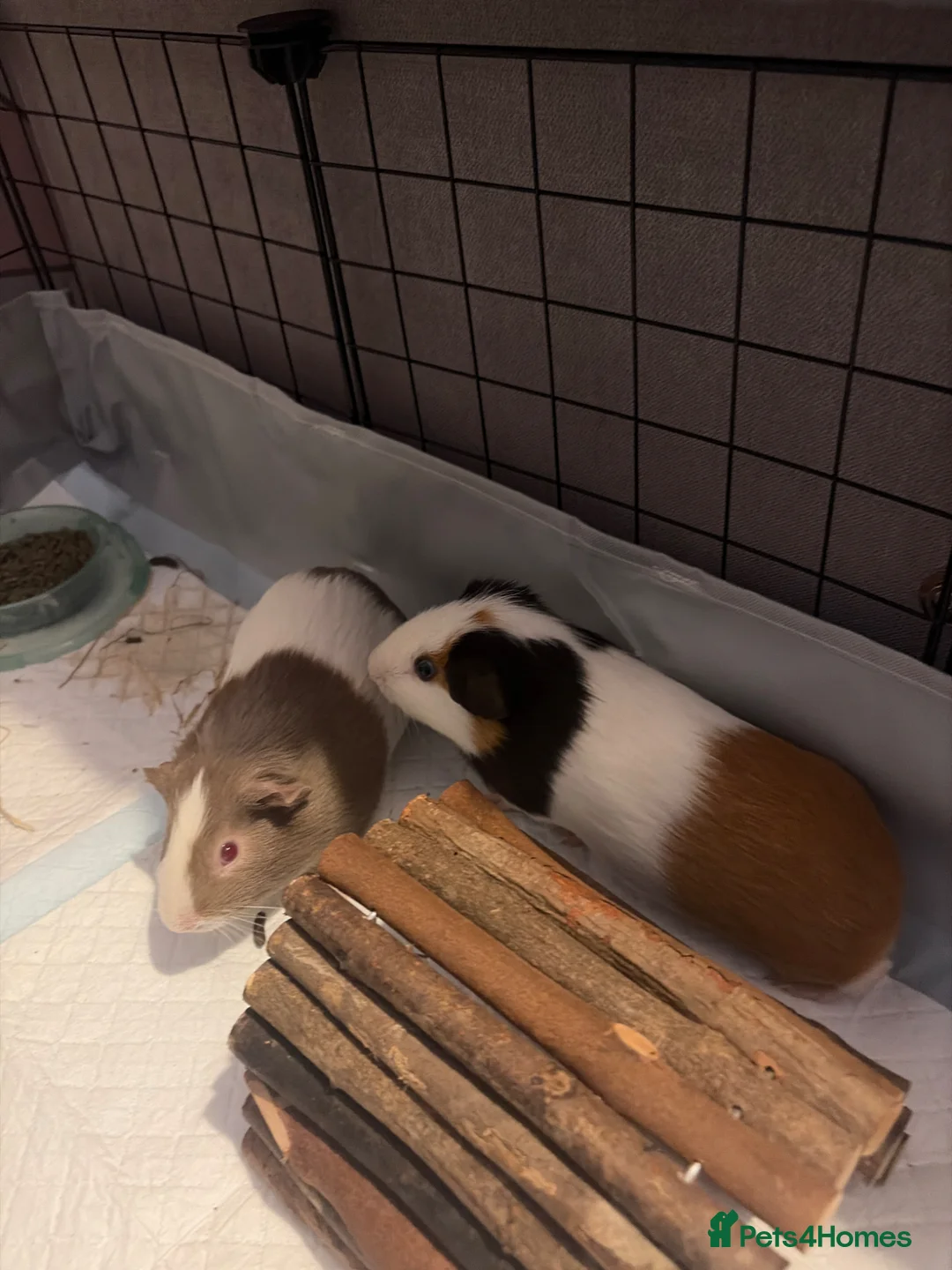 Guinea Pig rodents for sale: FREE (2x Male Guinea pigs)  - Advert 1