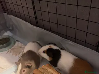 Guinea Pig rodents FREE (2x Male Guinea pigs) - Advert 1