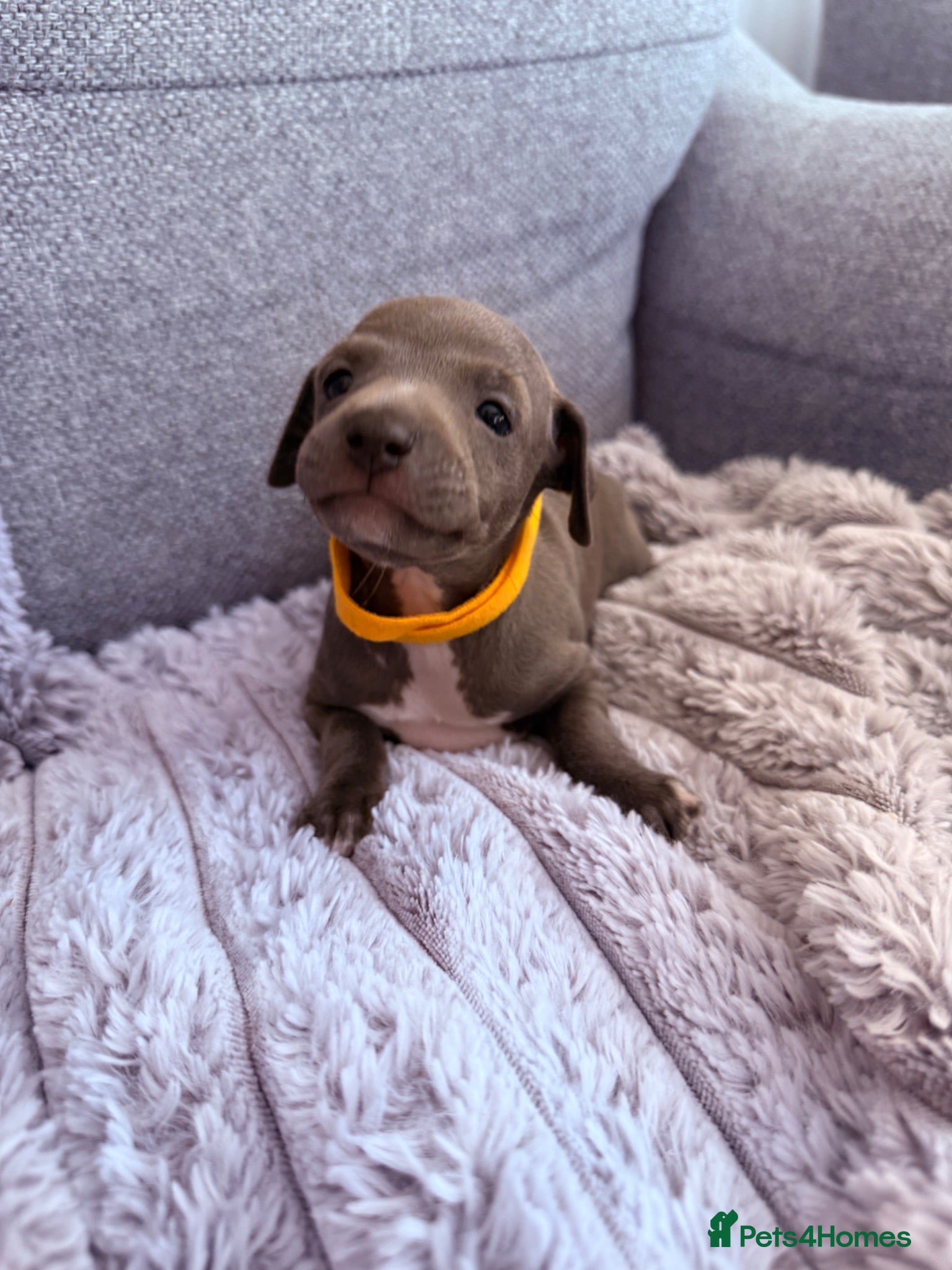 Italian Greyhound dogs 4 Stunning KC Italian Greyhound Puppies  - Advert 14