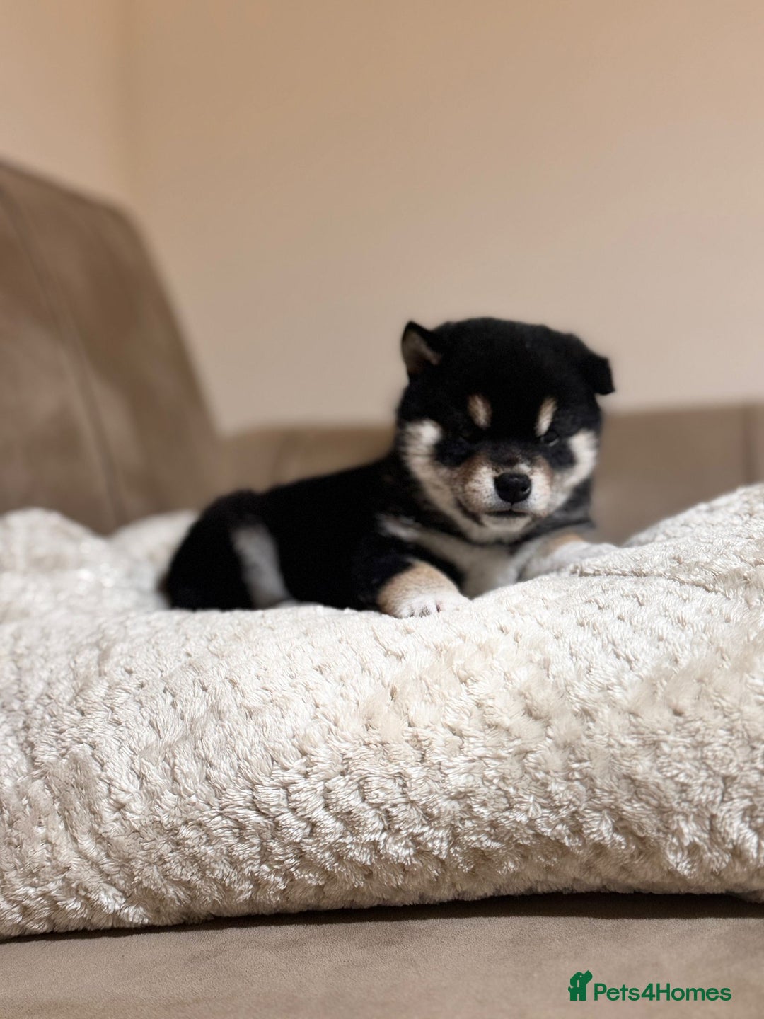 Japanese Shiba Inu dogs for sale: Health tested Japanese Shiba Inu  - Advert 5