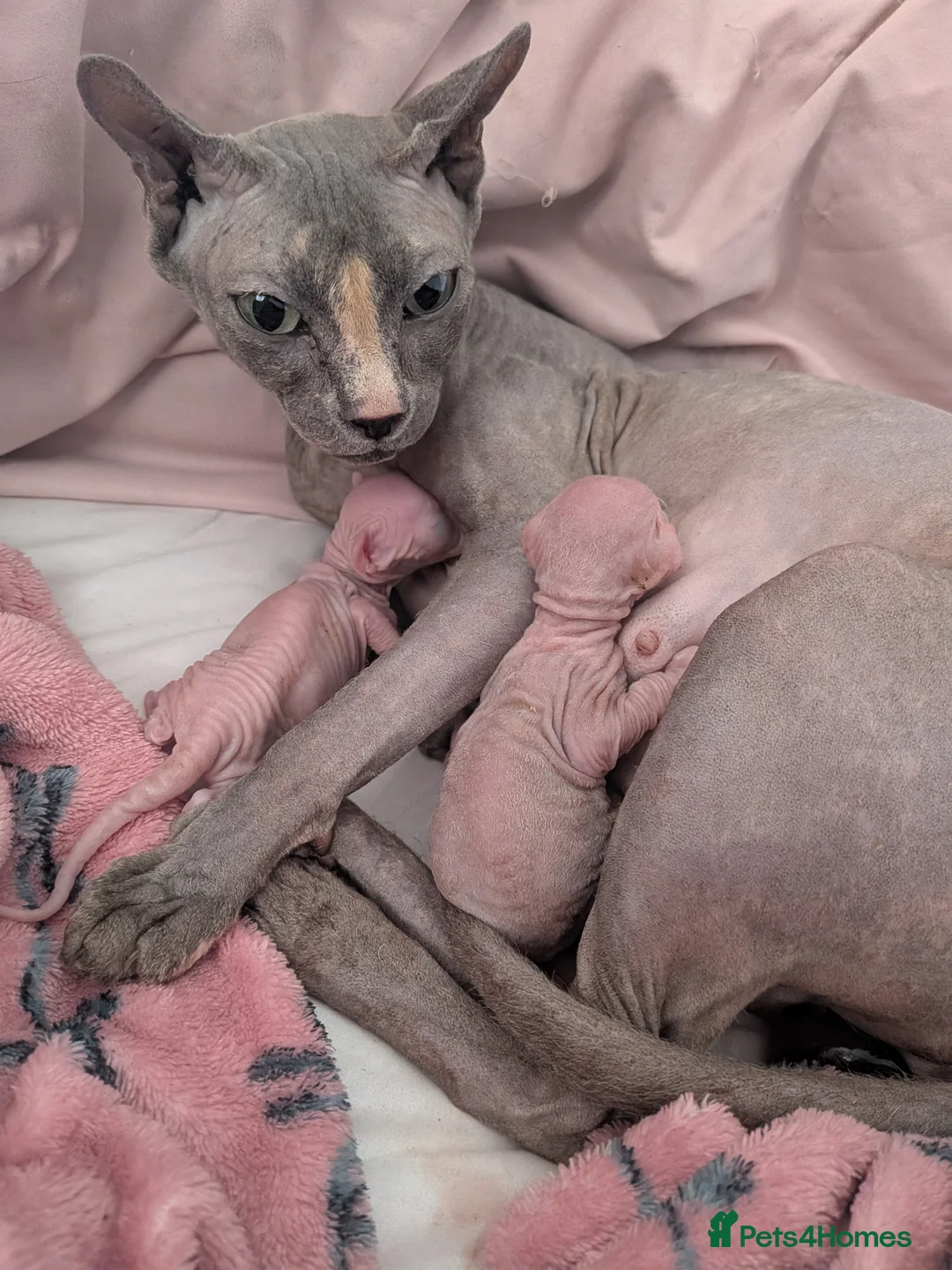 Sphynx cats for sale: Sphinx kittens  - Advert 8