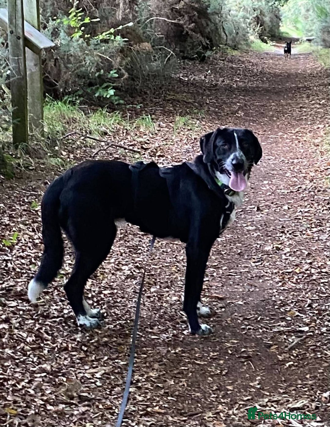 Mixed Breed dogs for adoption: Meet Sonny, currently residing in Fife - Image 9