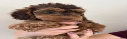Cockapoo dogs for sale: Stunning sable cockerpoos  - Advert 38