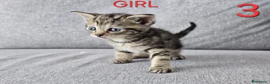 Mixed Breed Kitten 3