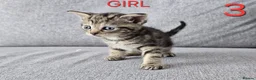 Mixed Breed cats for sale: Adorable kittens - Advert 16