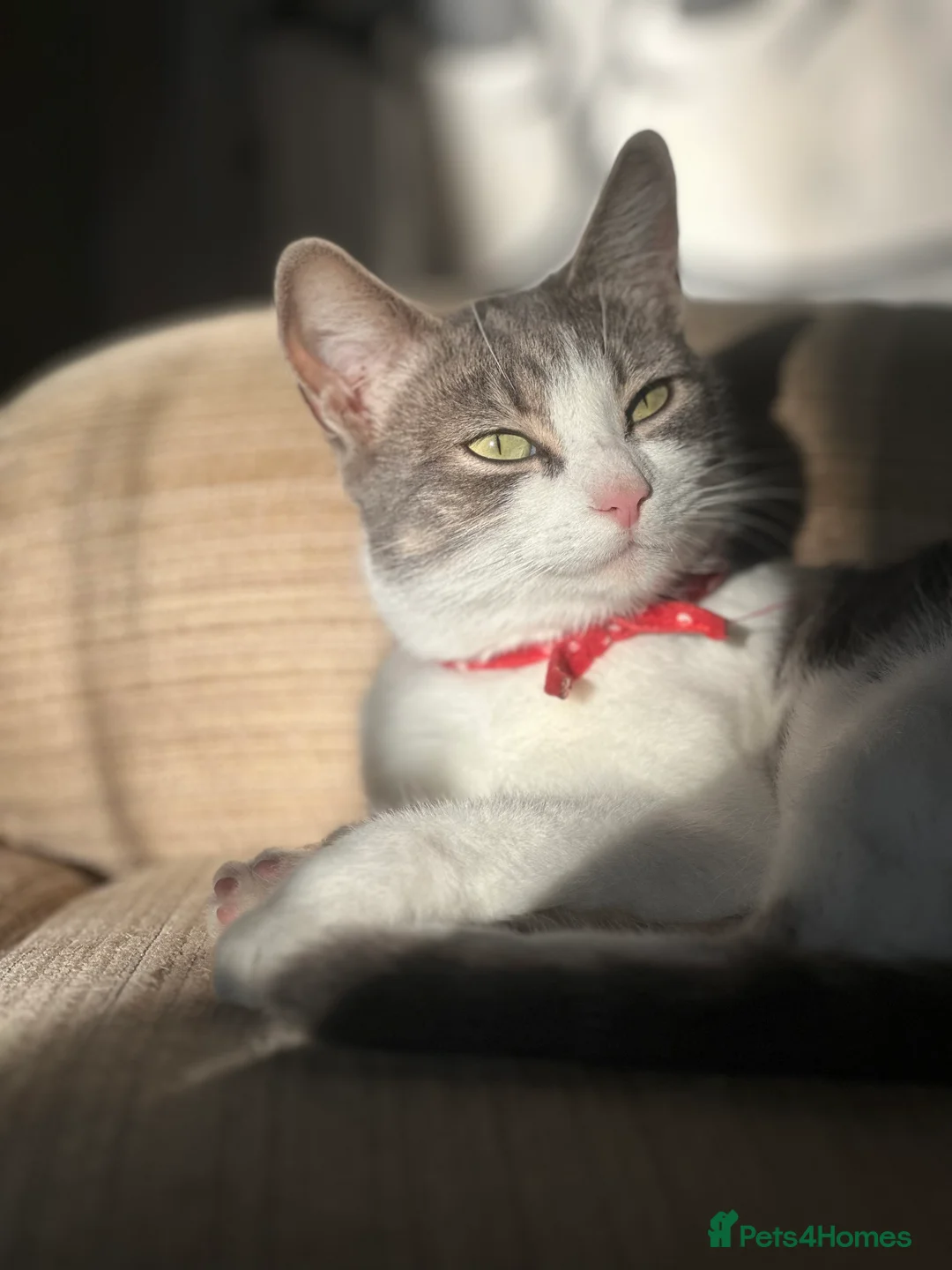 Mixed Breed cats for sale: Reserved  - Advert 2