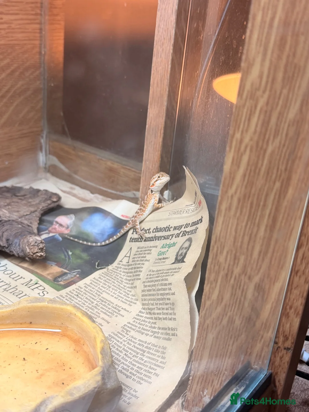 Bearded Dragon reptiles for sale: Baby Bearded Dragons - Advert 2