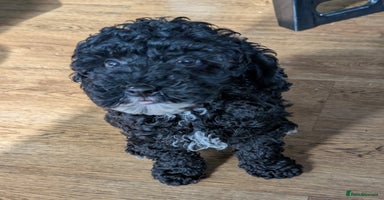 Miniature Poodle dogs - Advert 16