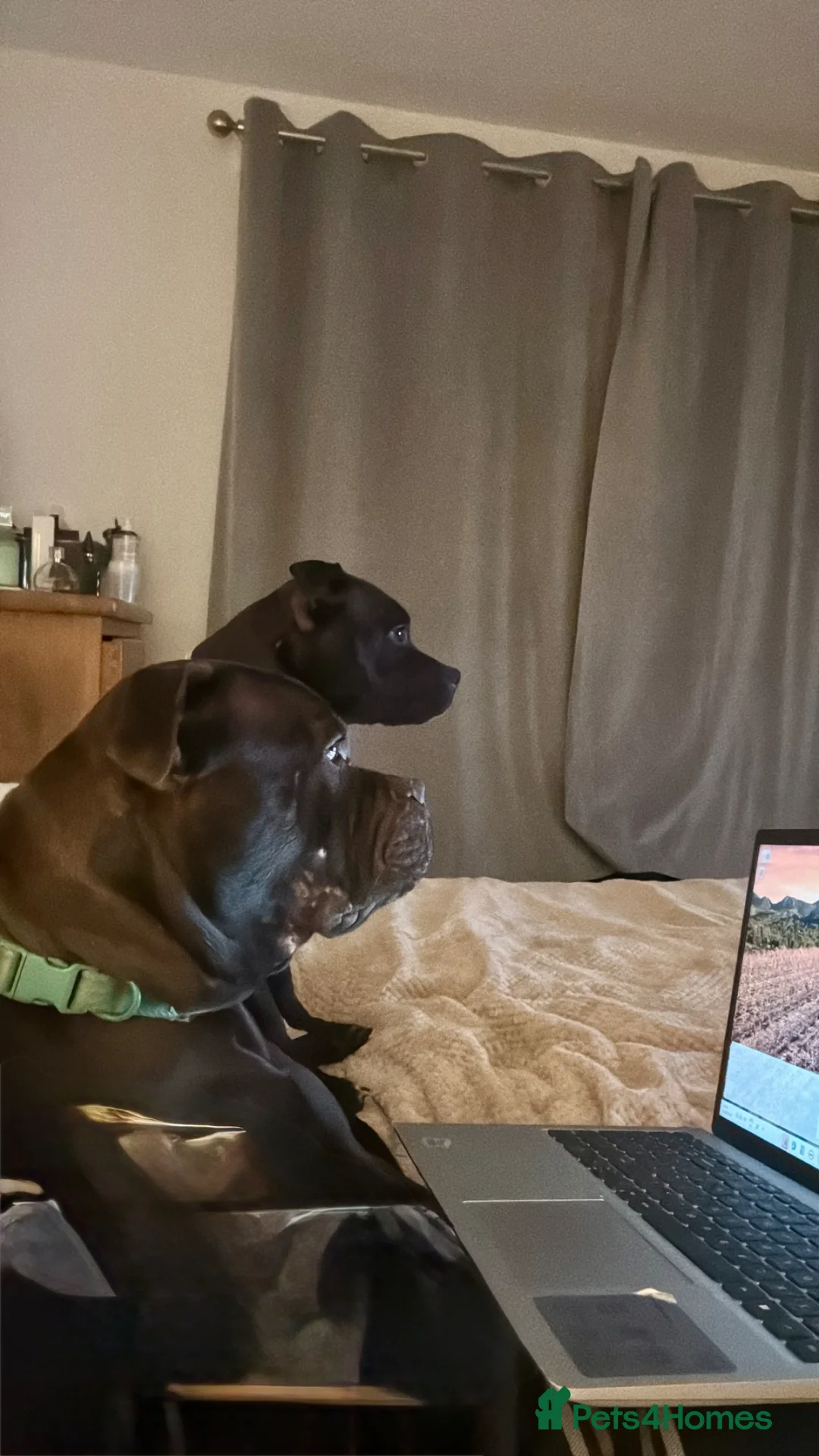 Mixed Breed dogs for sale: Boy and girl  in Tiverton - Advert 1