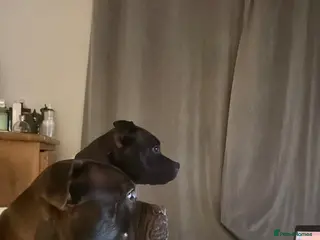 Mixed Breed dogs Boy and girl - Advert 13