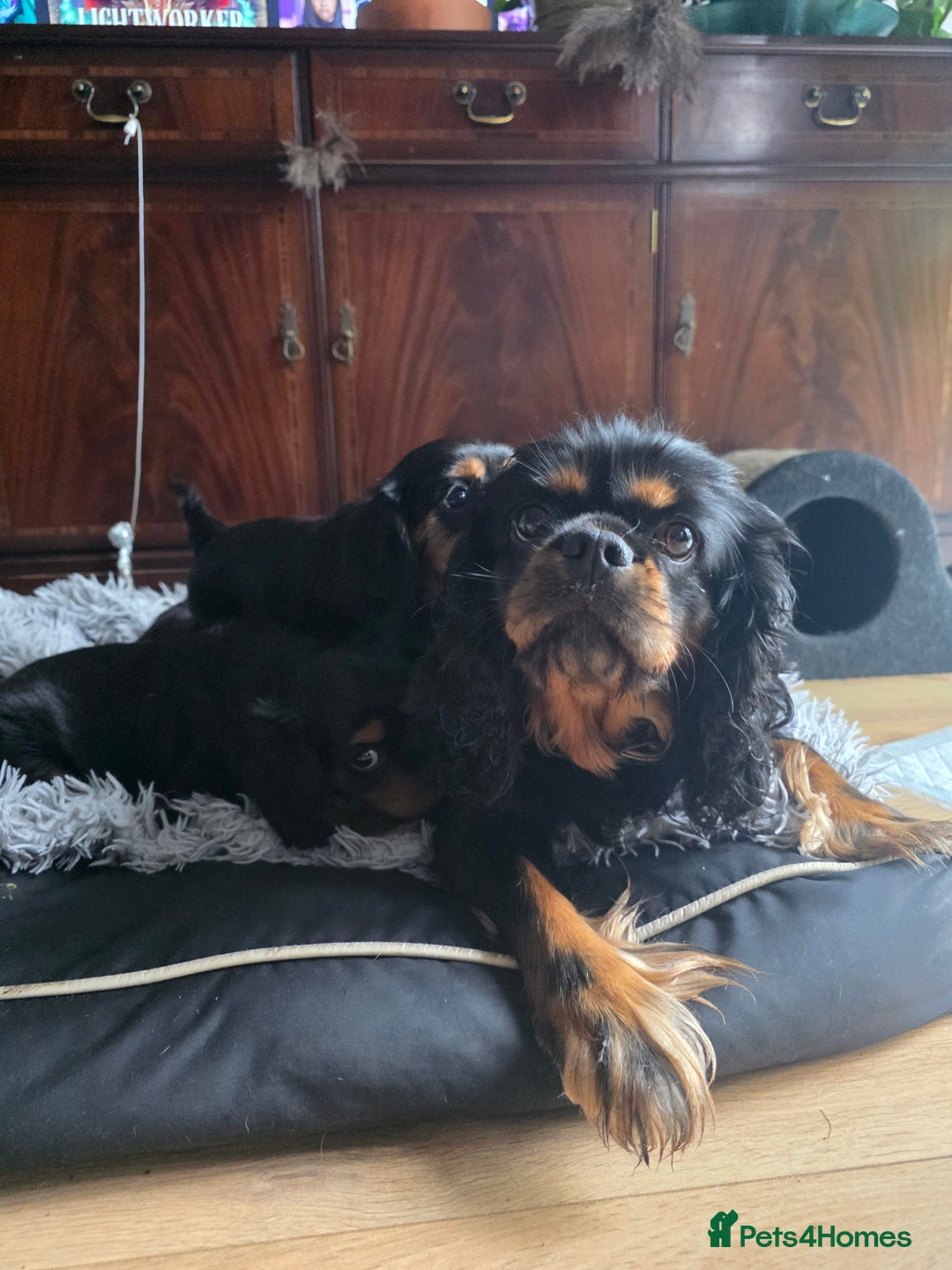 Cavalier King Charles Spaniel dogs for sale: KC Cavalier pupies - Advert 12