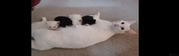 British Shorthair cats for sale: 2 Male Kittens Ready Now - Advert 1