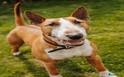 English Bull Terrier dogs for stud: ENGLISH BULL TERRIER STUD DOG - KC Registered - Image 2