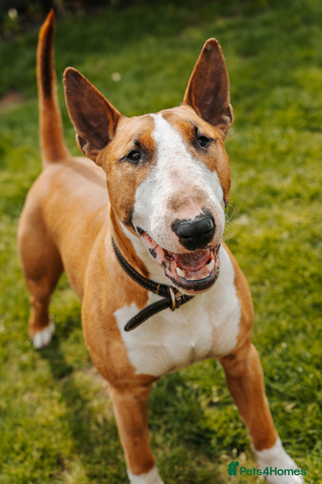 English Bull Terrier dogs for stud: ENGLISH BULL TERRIER STUD DOG - KC Registered - Image 2
