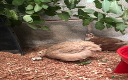 Quail poultry for sale: Jumbo & Celadon (blue egg) Coturnix Quail & eggs - Image 15