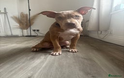 Mixed Breed dogs for sale: 7 Month Old Pup For Sale, PRICE IS NEGOTIABLE. - Image 1