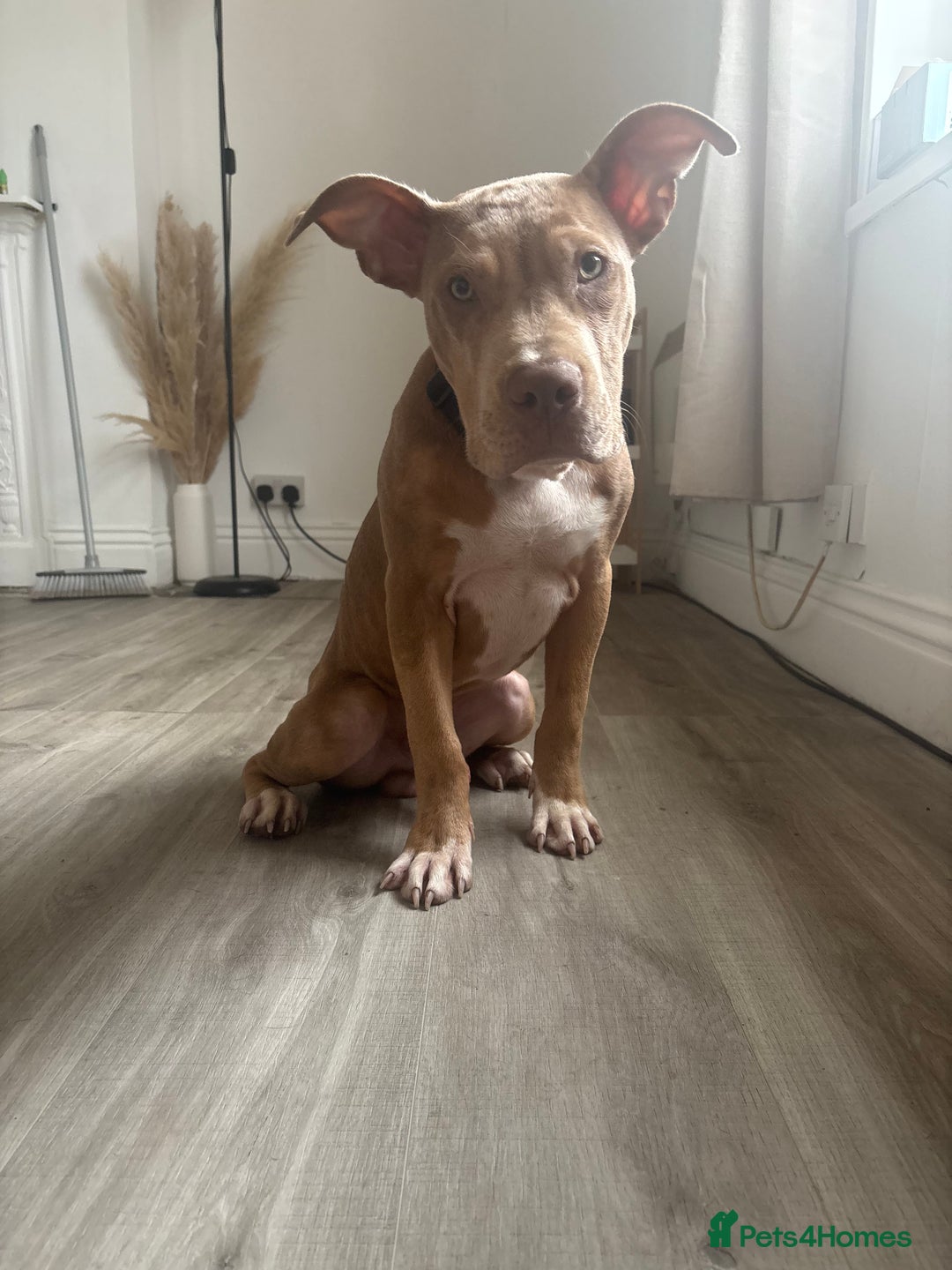 Mixed Breed dogs for sale: 7 Month Old Pup For Sale, PRICE IS NEGOTIABLE. - Image 1