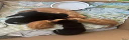 Mixed Breed cats for sale: 5 kittens left  - Advert 5