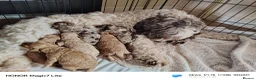 Mixed Breed dogs for sale: Rare double coat sprockerpoos - Advert 1