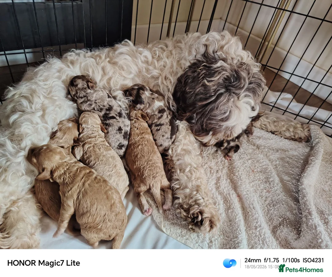 Mixed Breed dogs for sale: Rare double coat sprockerpoos - Advert 1