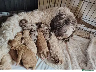Mixed Breed dogs DEPOSITS BEING TAKEN Rare double coat sprockerpoo - Advert 1