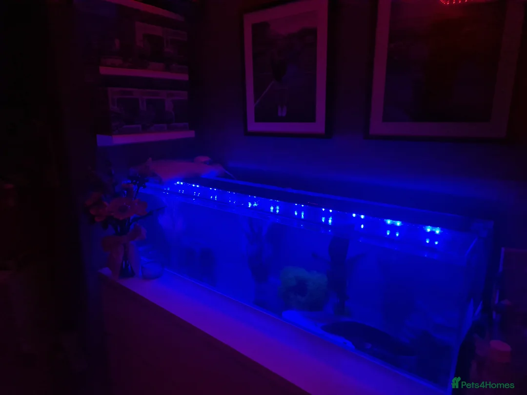 Axolotl reptiles for sale: 2x Axolotls and set up! - Advert 15